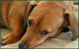 The Duck Inn - affordable B&B and self catering accommodation in Richards Bay