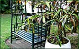 The Duck Inn - affordable B&B and self catering accommodation in Richards Bay - Garden