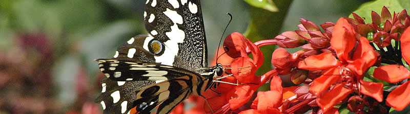 A garden delight at the Duck Inn which offers family accommodation at affordable rates